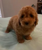 Patty, a female Miniature Labradoodle for sale in Lake City, FL – Photo 5 of 10