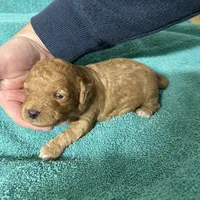 Patty, a female Miniature Labradoodle for sale in Lake City, FL – Photo 9 of 10