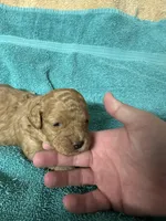 processed/539e76d2-7c17-4227-9488-b256e3bc7abe/listing/f44f391a-d1ee-41f9-b4a1-777bc546dcc6/c7f16f93-3ee5-4edb-b2a1-038e0d56cc0b