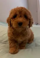 Patty, a female Miniature Labradoodle for sale in Lake City, FL – Photo 6 of 10