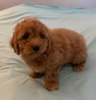 Patty, a female Miniature Labradoodle for sale in Lake City, FL – Photo 7 of 10