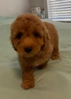 Patty, a female Miniature Labradoodle for sale in Lake City, FL – Photo 2 of 10