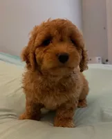 Patty, a female Miniature Labradoodle for sale in Lake City, FL – Photo 3 of 10