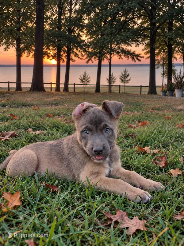 Silverbell – Belgian Malinois, McNab Shepherd puppy for sale in Guntersville, AL