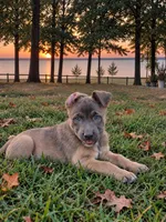 Silverbell, a female Belgian Malinois and McNab Shepherd for sale in Guntersville, AL – 1 of 1