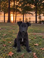 Brother, a male Belgian Malinois and McNab Shepherd for sale in Guntersville, AL – 1 of 1