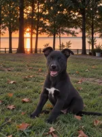 Bear, a female Belgian Malinois and McNab Shepherd for sale in Guntersville, AL – 1 of 1
