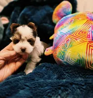 YorkieM2, a male Yorkshire Terrier for sale in Cullman, AL – 6 of 9