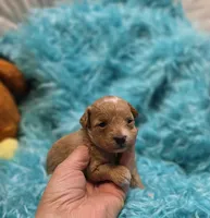 MaltipooF, a male Maltipoo for sale in Cullman, AL – 1 of 10