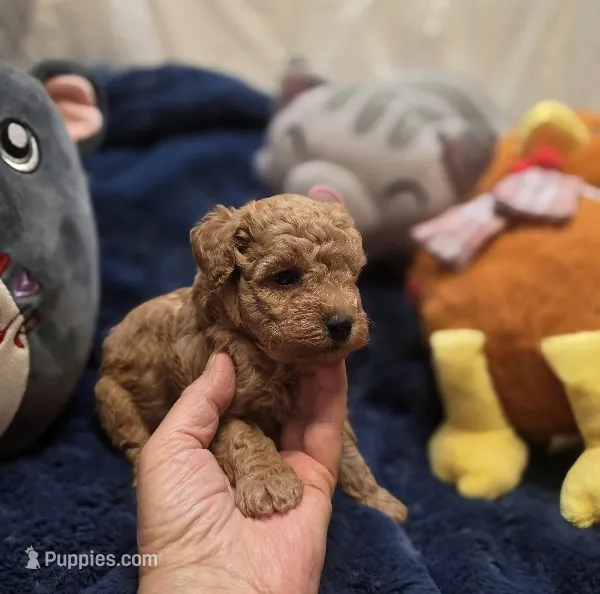 MaltipooM1 – Maltipoo puppy for sale in Cullman, AL