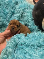MerleYorkieM2, a male Yorkshire Terrier for sale in Cullman, AL – 7 of 8