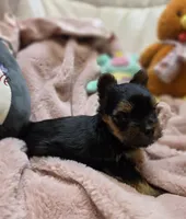 YorkieM2, a male Yorkshire Terrier for sale in Cullman, AL – 5 of 9