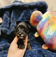ExoticYorkieM1, a male Yorkshire Terrier for sale in Cullman, AL – 6 of 7
