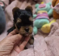 YorkieM, a male Yorkshire Terrier for sale in Cullman, AL – 7 of 9