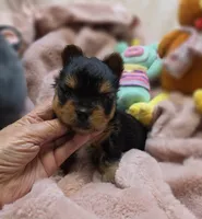 YorkieM1, a male Yorkshire Terrier for sale in Cullman, AL – 3 of 8