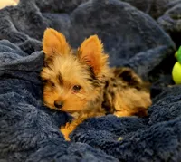ExoticYorkieM3, a male Yorkshire Terrier for sale in Cullman, AL – Photo 7 of 10