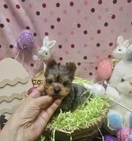 ExoticYorkieM3, a male Yorkshire Terrier for sale in Cullman, AL – Photo 3 of 10