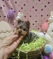 ExoticYorkieM3, a male Yorkshire Terrier for sale in Cullman, AL – Photo 2 of 10