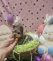 ExoticYorkieM3, a male Yorkshire Terrier for sale in Cullman, AL – Photo 4 of 10