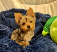 ExoticYorkieM3, a male Yorkshire Terrier for sale in Cullman, AL – Photo 6 of 10