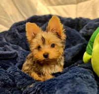 ExoticYorkieM3, a male Yorkshire Terrier for sale in Cullman, AL – Photo 9 of 10