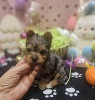 ExoticYorkieM3, a male Yorkshire Terrier for sale in Cullman, AL – Photo 6 of 10
