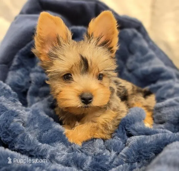 ExoticYorkieM3 – Yorkshire Terrier puppy for sale in Cullman, AL