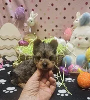 ExoticYorkieM3, a male Yorkshire Terrier for sale in Cullman, AL – Photo 10 of 10