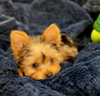 ExoticYorkieM3, a male Yorkshire Terrier for sale in Cullman, AL – Photo 5 of 10