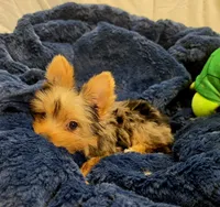 ExoticYorkieM3, a male Yorkshire Terrier for sale in Cullman, AL – Photo 10 of 10