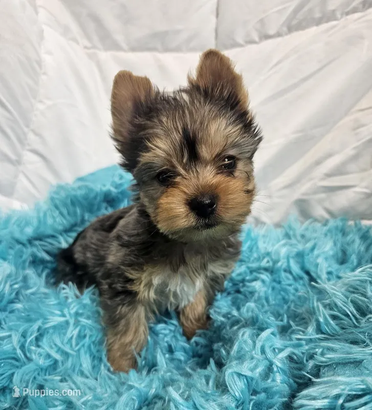 ExoticYorkieM3 – Yorkshire Terrier puppy for sale in Cullman, AL