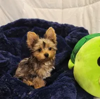 ExoticYorkieM3, a male Yorkshire Terrier for sale in Cullman, AL – Photo 2 of 10