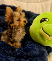 ExoticYorkieM3, a male Yorkshire Terrier for sale in Cullman, AL – Photo 3 of 10