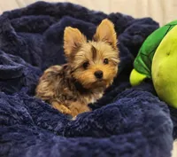 ExoticYorkieM3, a male Yorkshire Terrier for sale in Cullman, AL – Photo 8 of 10