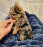 ExoticYorkieM3, a male Yorkshire Terrier for sale in Cullman, AL – Photo 4 of 10