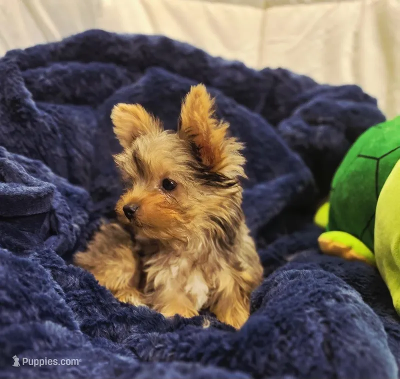 ExoticYorkieM3 – Yorkshire Terrier puppy for sale in Cullman, AL