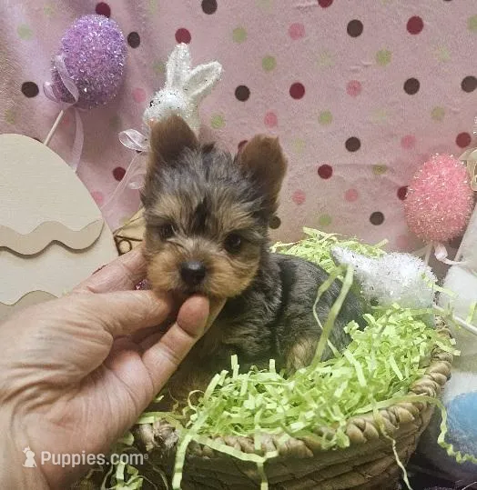 ExoticYorkieM3 – Yorkshire Terrier puppy for sale in Cullman, AL