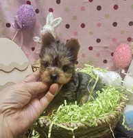ExoticYorkieM3, a male Yorkshire Terrier for sale in Cullman, AL – Photo 1 of 10
