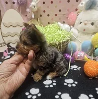 ExoticYorkieM3, a male Yorkshire Terrier for sale in Cullman, AL – Photo 7 of 10