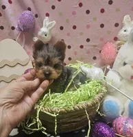 ExoticYorkieM3, a male Yorkshire Terrier for sale in Cullman, AL – Photo 5 of 10