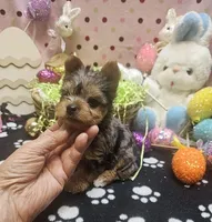 ExoticYorkieM3, a male Yorkshire Terrier for sale in Cullman, AL – Photo 8 of 10