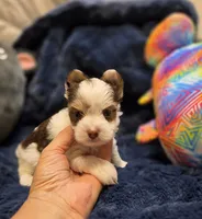 YorkieM3, a male Yorkshire Terrier for sale in Cullman, AL – 4 of 10