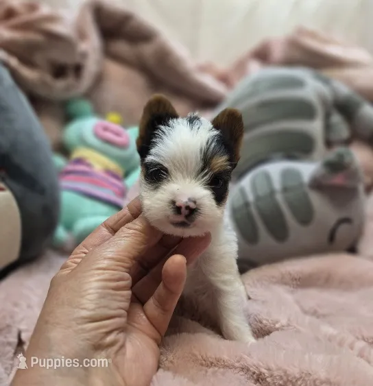 BiewerM – Biewer puppy for sale in Cullman, AL