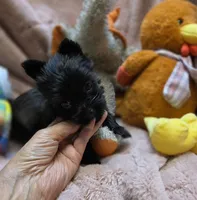 YorkieM4, a male Yorkshire Terrier for sale in Cullman, AL – 7 of 10