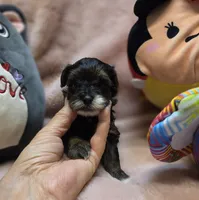 YorkiePooF1, a female Yorkipoo for sale in Cullman, AL – 6 of 9