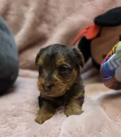 YorkiePooF4, a female Yorkipoo for sale in Cullman, AL – 6 of 10