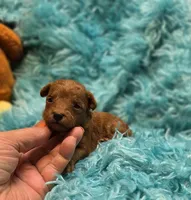 MaltipooM3, a male Maltipoo for sale in Cullman, AL – 6 of 9