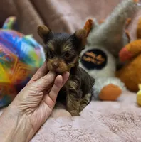 YorkieM1, a male Yorkshire Terrier for sale in Cullman, AL – 2 of 9