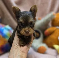YorkieM1, a male Yorkshire Terrier for sale in Cullman, AL – 3 of 9