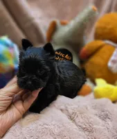 YorkieM4, a male Yorkshire Terrier for sale in Cullman, AL – 6 of 10